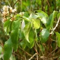 Malkangni Oil