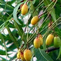 Neem Oil