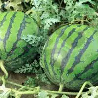 Water Melon Oil