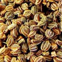 Celery Seed Oil