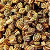 Celery Seed Oil