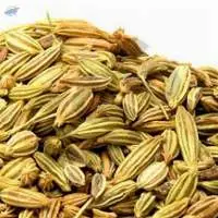 Fennel Seed Oil