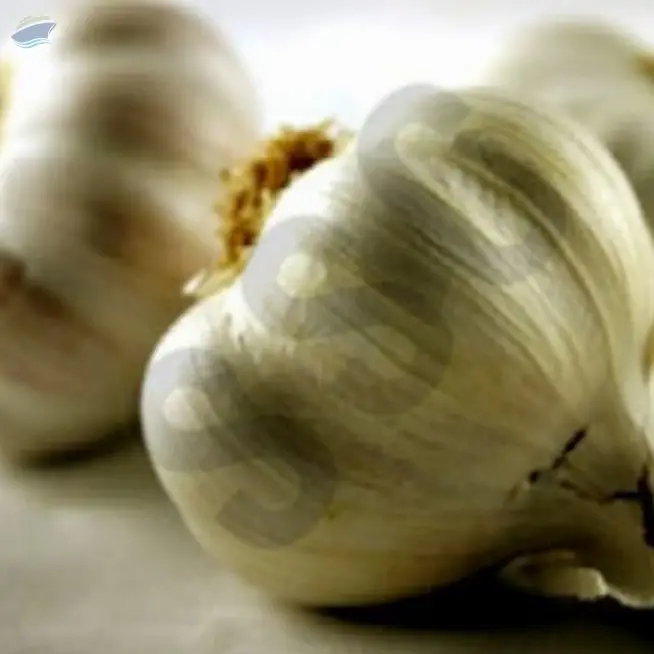 Garlic Oil