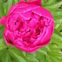 Gulab Attar