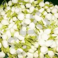 Jasmine Attar Perfume Oil
