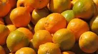 Oranges
