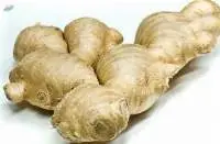 Ginger