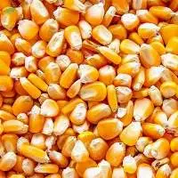 Maize