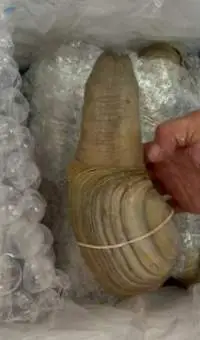 Geoduck