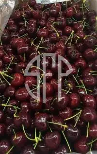 Cherries Season