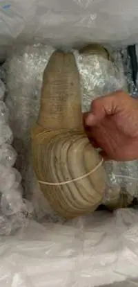 Clams