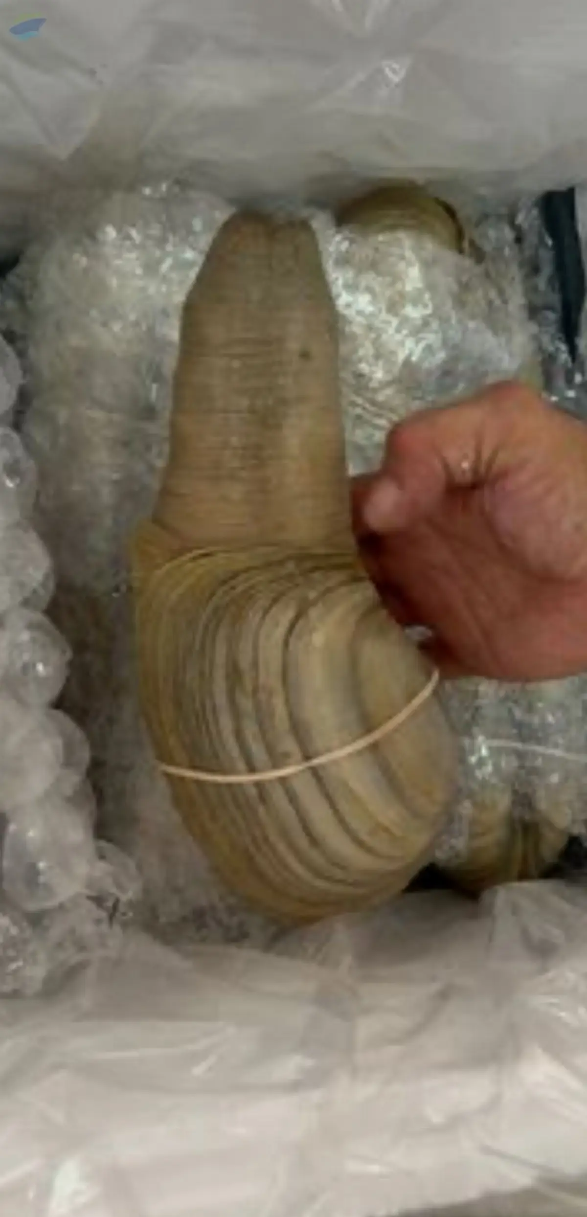 Clams