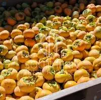 Persimmon