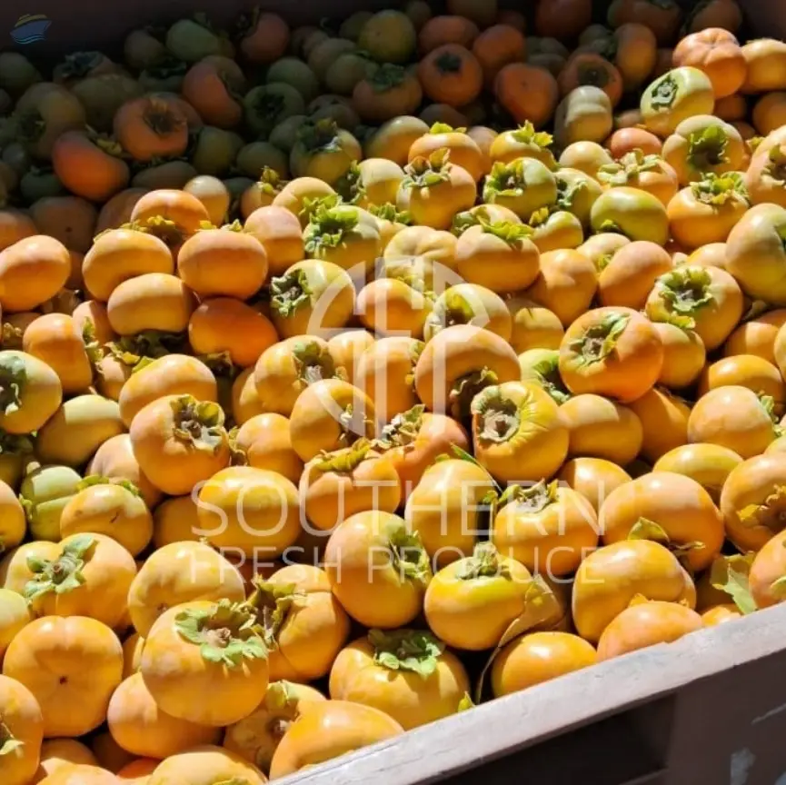 Persimmon