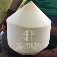 coconut