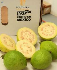 Guava