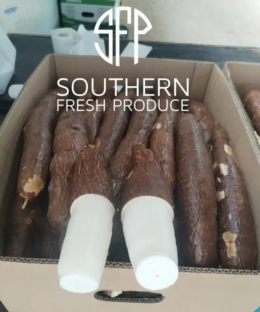 Cassava