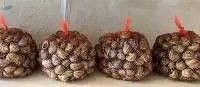 Helix Aspersa Shell