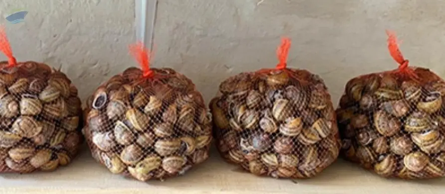 Helix Aspersa Shell