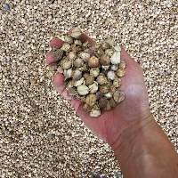 Cardamom