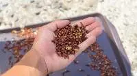 Clove
