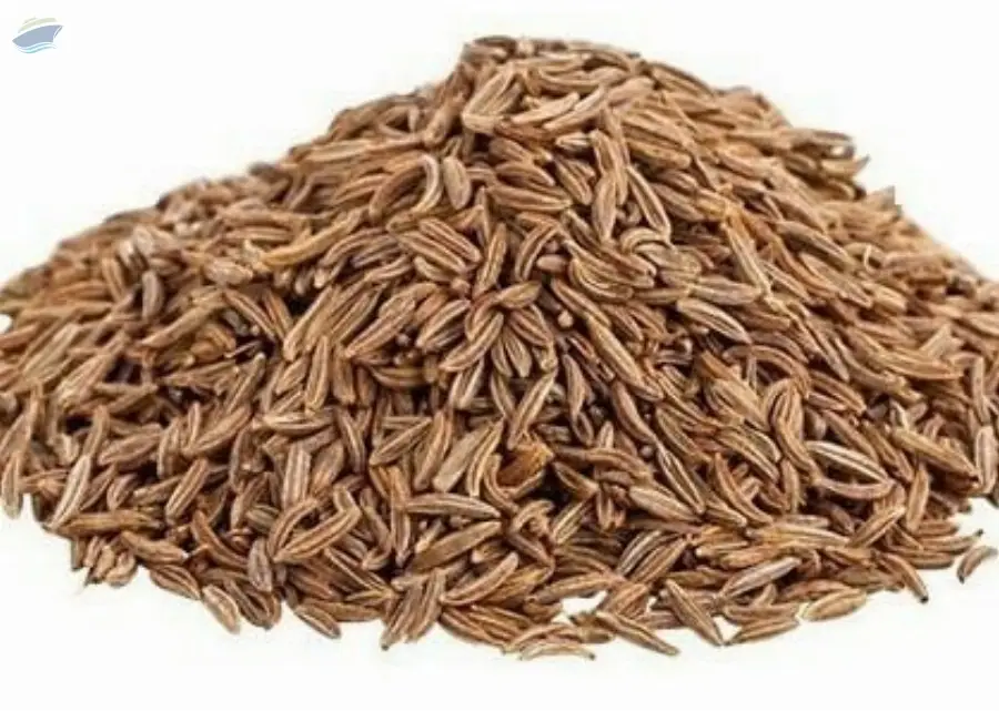 Cumin Seed by Shri Chamundeshwari Industries. Supplier from India