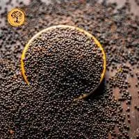 Mustard Seeds