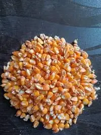 Yellow Maize