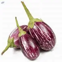 Brinjal