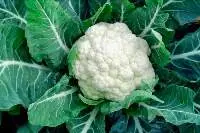 Cauliflower