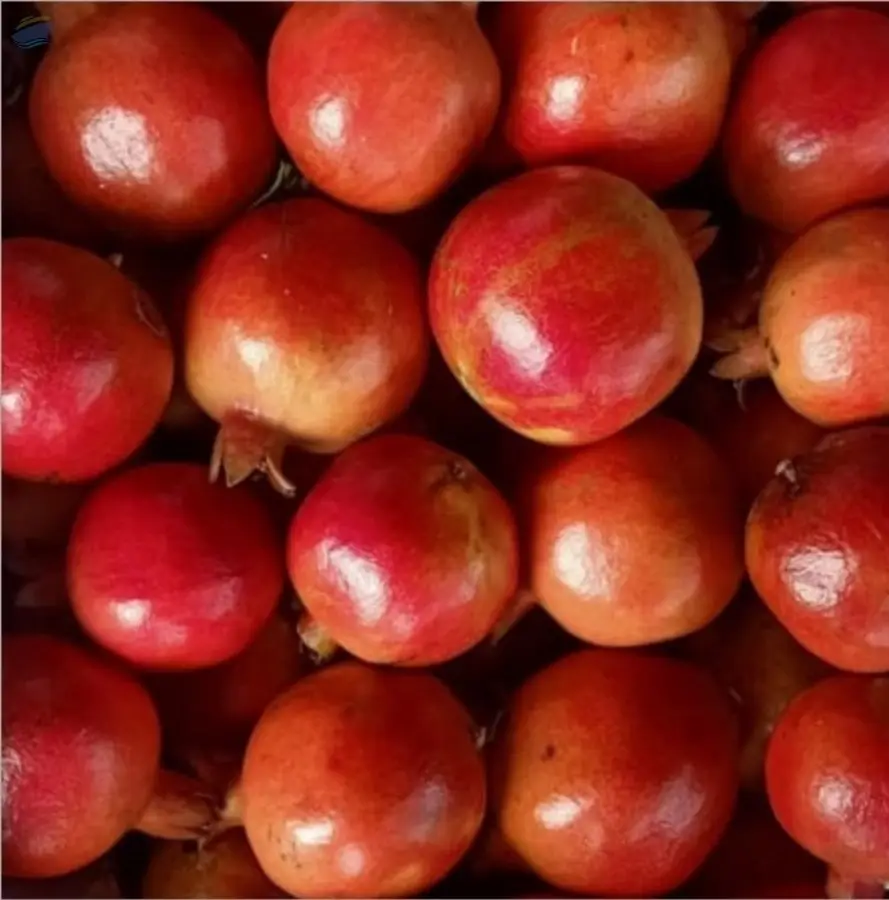 Pomegranate