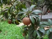Sapota