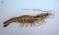 Vannamei Shrimps (Litopenaeus vannamei)