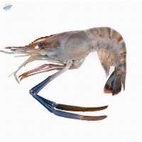 Scampi Shrimps (Macrobrachium rosenbergii)
