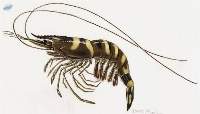 Black Tiger Shrimps (Penaeus monodon)
