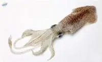 Squid (Loligo duvauceli)