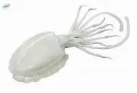 Cuttle fish (Sepia pharaonis)