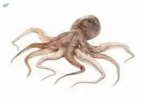 Octopus (Octopus membranaceus)