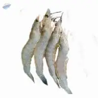 Sea White Prawn (Penaeus Indicus)