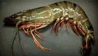 Sea Tiger Prawn (Penaeus monodon)
