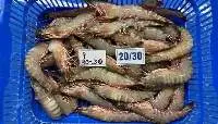 Flower Prawns