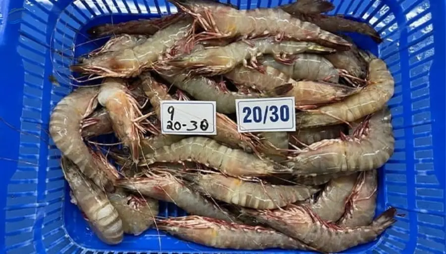 Flower Prawns