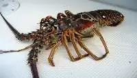 Lobster Rock