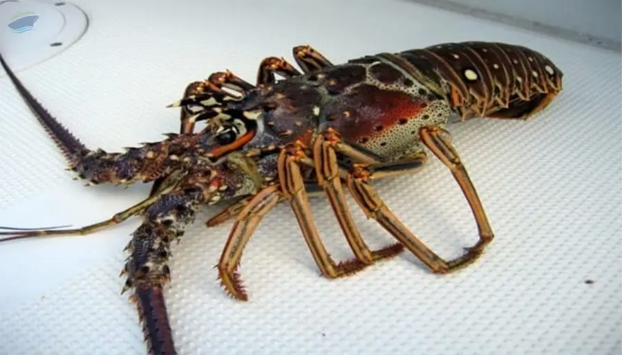 Lobster Rock