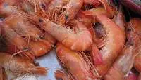 Red Ring Prawns (Solenocerra spp)