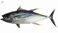 Yellow Fin Tuna Fish (Thunnus albacares)