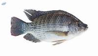 Tilapia Fish (Oreochromis niloticus)