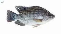 Tilapia Fish (Oreochromis niloticus)
