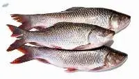Rohu Fish (Labeo rohita)