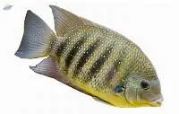 Pearl Spot Fish (Etroplus suratensis)